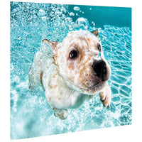 Labrador Retriever 23 1/4"W Floating Glass Graphic Wall Art