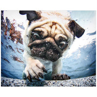 Pug 23 1/4"W Free Floating Tempered Glass Graphic Wall Art