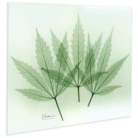 Green Flower 20"W Floating Tempered Glass Graphic Wall Art